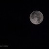 luna__1_.jpg