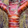 zanimive_rastline_2shutterstock_250033786.jpg