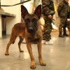 Klonirani belgijski ovčar, malinois.jpg