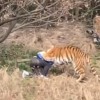 napadtigerzivalskivrtkitajska.PNG