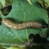 Spodoptera frugiperda, gosenica