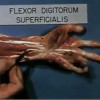 flexor digitorum superficialis.jpg