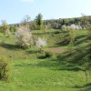 Kum sadovnjaki.jpg
