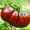 paradiznik6_black_russian_shutterstock_151518266.jpg