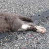 FOTO1 ubita macka (foto je simbolicna)