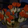 gca_6819_000.jpg