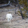 Volk, Yellowstone.jpg