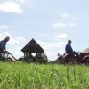 koruza_v_dezeli_kozolcev_004.jpg