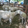 drobnicaj18.jpg