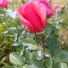 20170618_152900_001.jpg