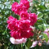 20170618_152510_001.jpg
