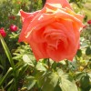 20170618_152822_001.jpg