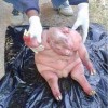 jagnje2, Lady Frere, deformacija
