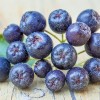 Aronia 2.jpg