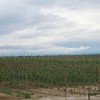 klevevz_008.jpg