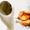 zastrupitev z bakterijo  Campylobacter.jpg