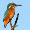 ptice_012.jpg