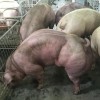 prasici, prasicja farma, kambodza