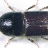 lubadar.jpg