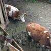 FOTO1 krave