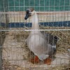 dsc05434.jpg