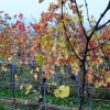 prekmurje_091_000.jpg