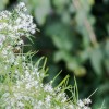 Šatavari (Asparagus Racemosus)