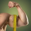 Mišice, biceps.jpg