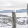 mikipavlinfoto_4.jpg
