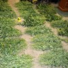 droga06.jpg