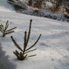 img_8341.jpg