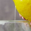 limonin sok 