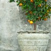1_citrus.jpg
