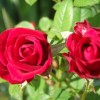 dscf4418.jpg