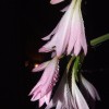 dscf4656.jpg