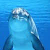 delfin.jpg