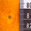 mandarine.jpg