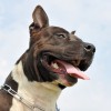 pitbull terier