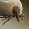 _zz800px_ixodus_ricinus_5x.jpg