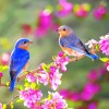 springpic.jpg