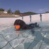 Flying dogs Izlake.jpg