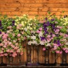viseče pelargonije
