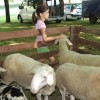 drobnica_semic__64.jpg