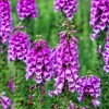 Digitalis purpurea, Škrlatni naprstec