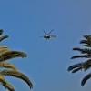 helikopter, palme.jpg