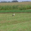 p8050105_000.jpg