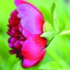 Strupne SST_591915020.jpg