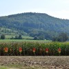 dsc_0183.jpg