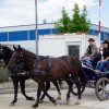 konji_029.jpg