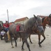 konji_040.jpg